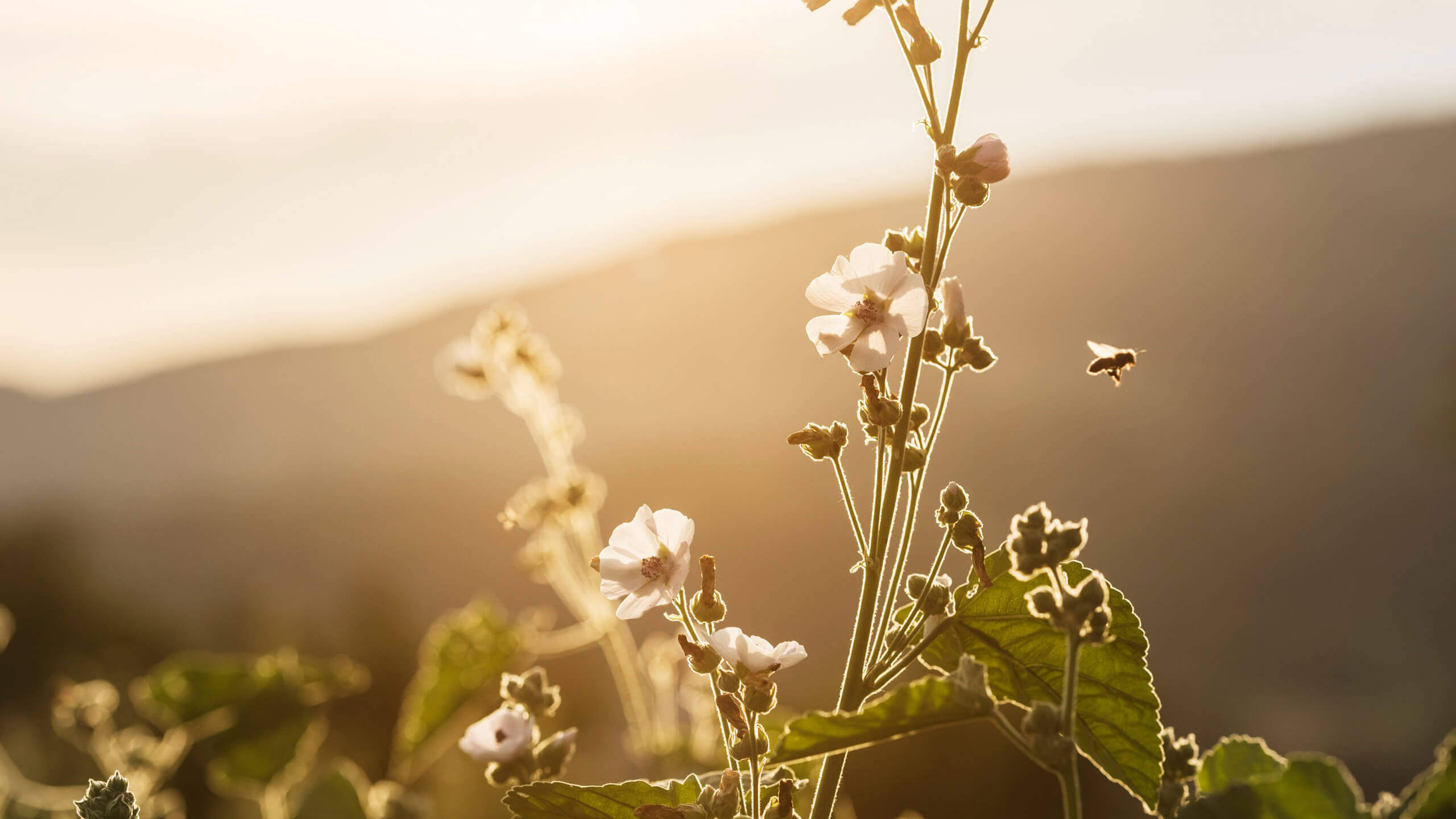 Marshmallow Plant Althaea Officinalis Ricola